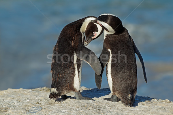 Afrikai pár western Dél-Afrika víz óceán Stock fotó © EcoPic