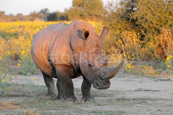 White rhinoceros Stock photo © EcoPic