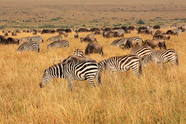 Zebras and wildebeest grazing Stock photo © EcoPic