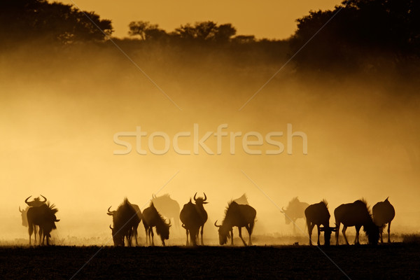 Azul poeira nascer do sol deserto África do Sul natureza Foto stock © EcoPic