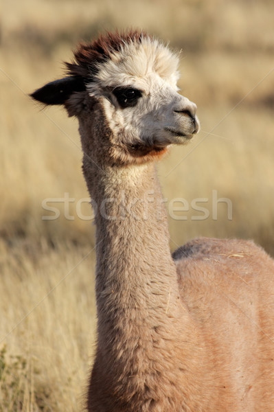 Alpaca (Vicugna pacos) Stock photo © EcoPic