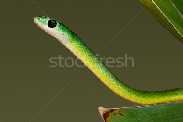 Eastern green snake Stock photo © EcoPic