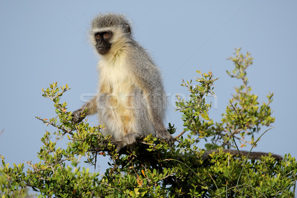 Vervet monkey Stock photo © EcoPic