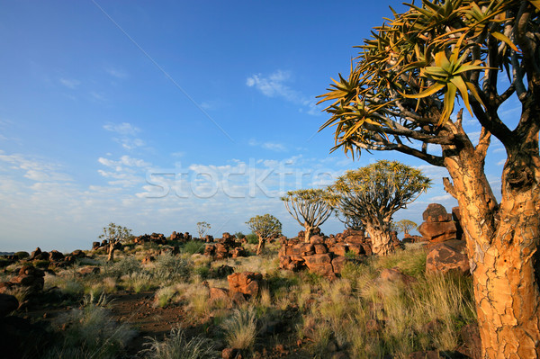 Quiver tree landscape Stock photo © EcoPic