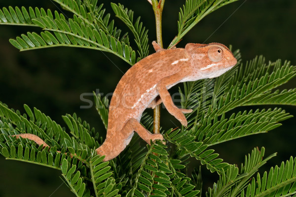 Flap-neck chameleon Stock photo © EcoPic