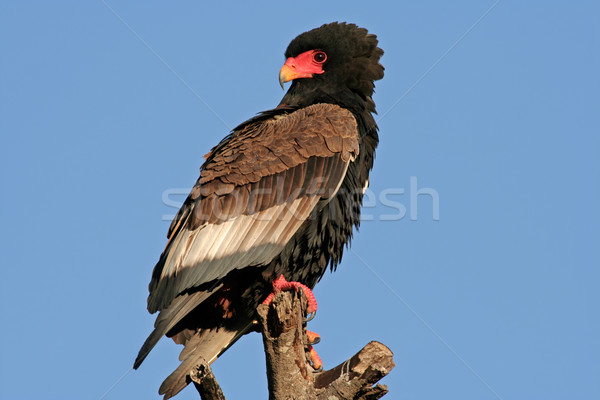 Bateleur Stock photo © EcoPic