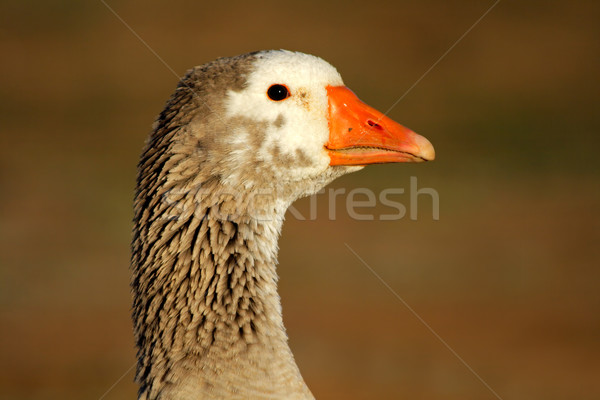 Gęś portret twarz głowie zwierząt Zdjęcia stock © EcoPic