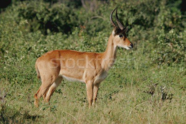 Puku antelope Stock photo © EcoPic