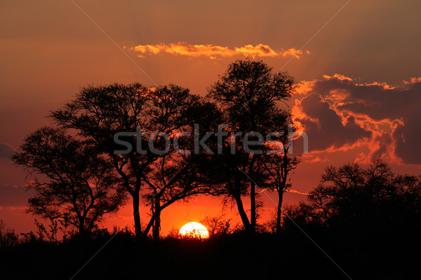 Stock foto: Savanne · Sonnenuntergang · african · Bäume · Park · Südafrika