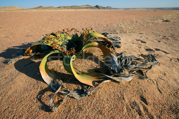 Welwitschia, Namib desert Stock photo © EcoPic