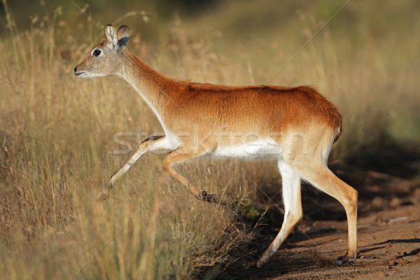 Running red lechwe antelope Stock photo © EcoPic