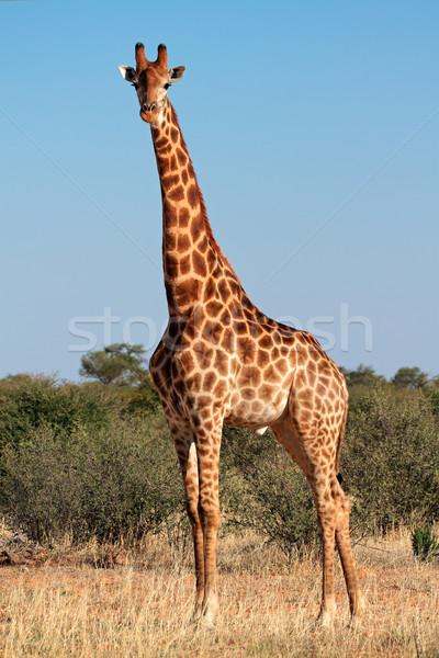 長頸鹿 公牛 南非 腿 非洲的 商業照片 © EcoPic