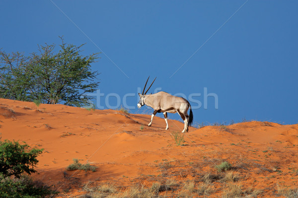 Gemsbok antelope on sand dune Stock photo © EcoPic