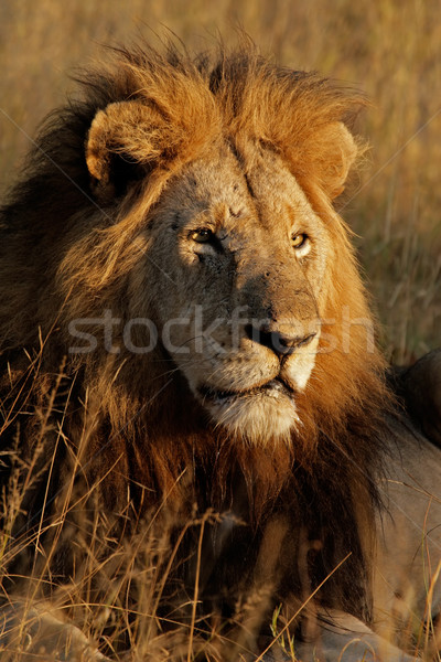 Big male African lion   Stock photo © EcoPic