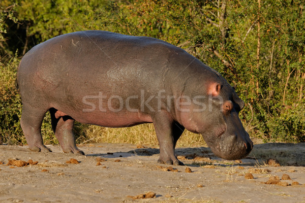 Hippopotamus Stock photo © EcoPic