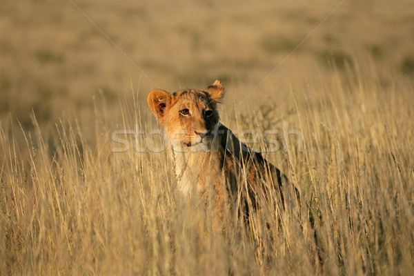 Lew młodych posiedzenia Południowej Afryki trawy Zdjęcia stock © EcoPic