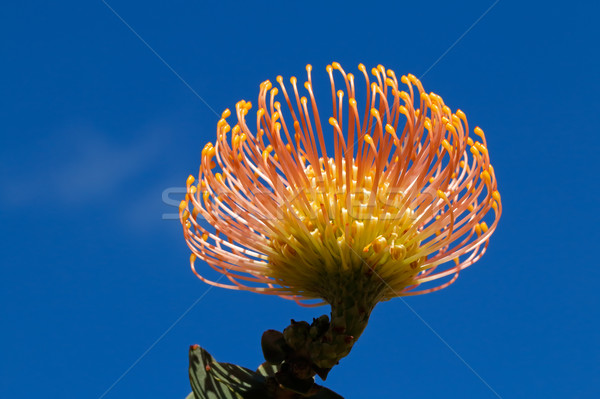 Pincushion protea flower Stock photo © EcoPic
