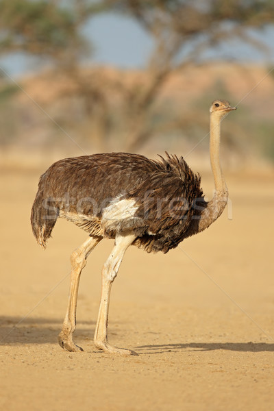 Homme autruche naturelles habitat désert Afrique du Sud Photo stock © EcoPic