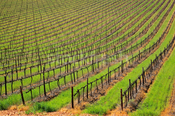 Vinha vines grama verde Cidade do Cabo África do Sul Foto stock © EcoPic