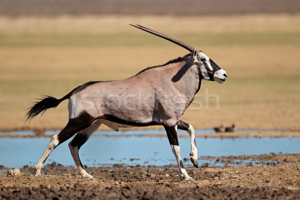Running gemsbok antelope Stock photo © EcoPic