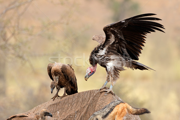 Scavenging vultures Stock photo © EcoPic