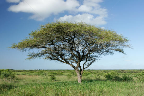 Stock photo: African Acacia tree