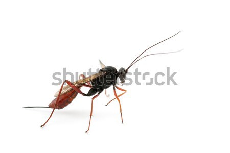 Ichneumonid wasp Stock photo © EcoPic