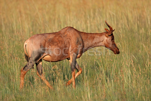Tsessebe antelope Stock photo © EcoPic