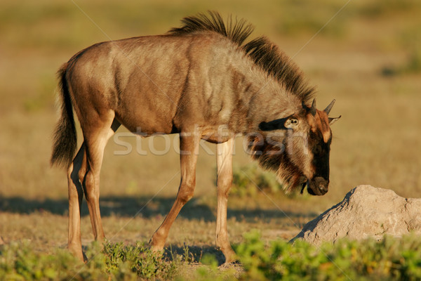 Jungen blau Park Namibia Gras Natur Stock foto © EcoPic