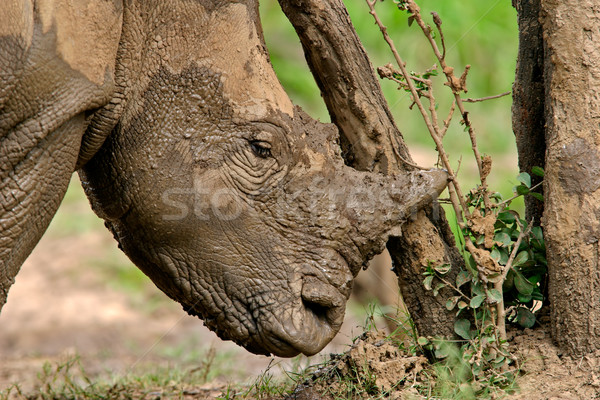 White rhinoceros Stock photo © EcoPic