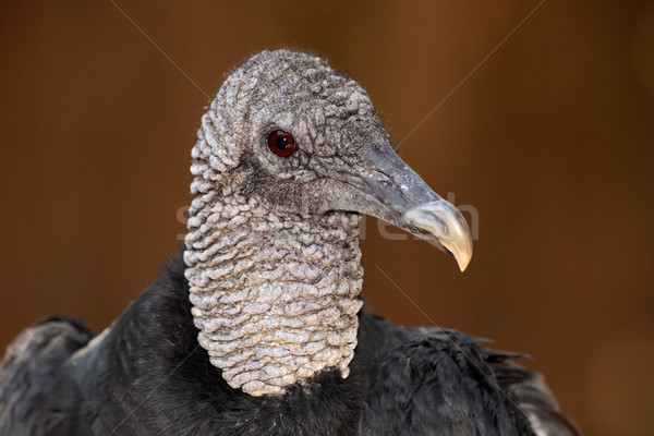 土耳其 禿鷹 肖像 未成熟的 鳥 皮膚 商業照片 © EcoPic