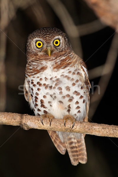African barred owlet Stock photo © EcoPic