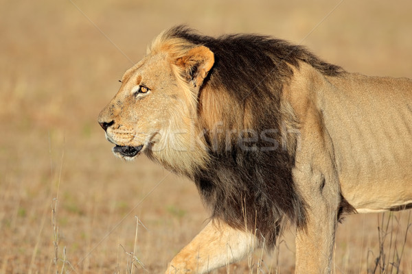 Lopen afrikaanse leeuw groot mannelijke woestijn Stockfoto © EcoPic