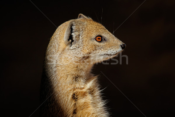 Yellow mongoose Stock photo © EcoPic