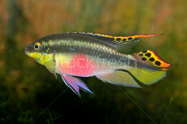 Stock photo: Kribensis (Purple Cichlid)  