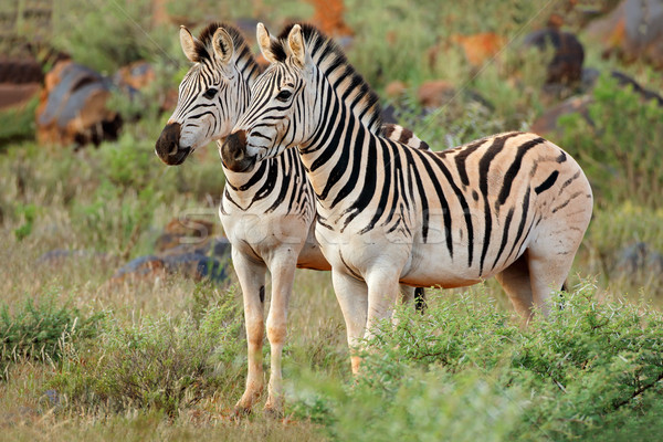 [[stock_photo]]: Zèbres · naturelles · habitat · deux · Afrique · du · Sud
