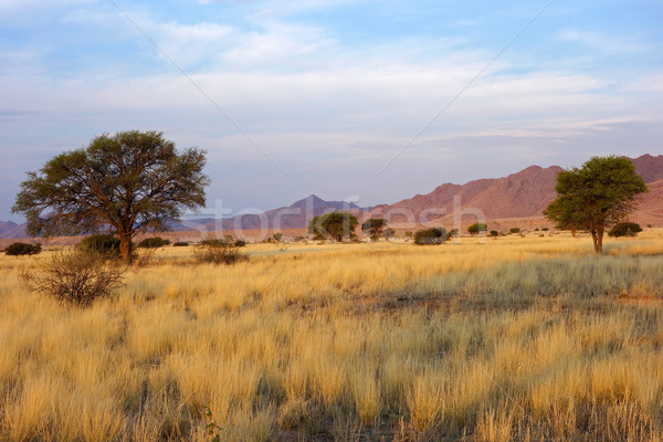 Desert landscape Stock photo © EcoPic