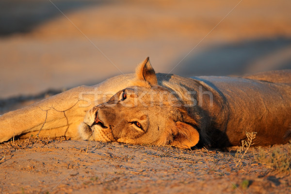 Resting lioness Stock photo © EcoPic