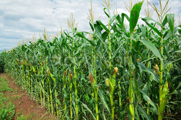 Stock photo: Corn (maize) field