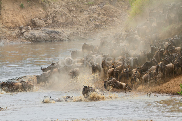 Migration blau Fluss Reserve Kenia Natur Stock foto © EcoPic