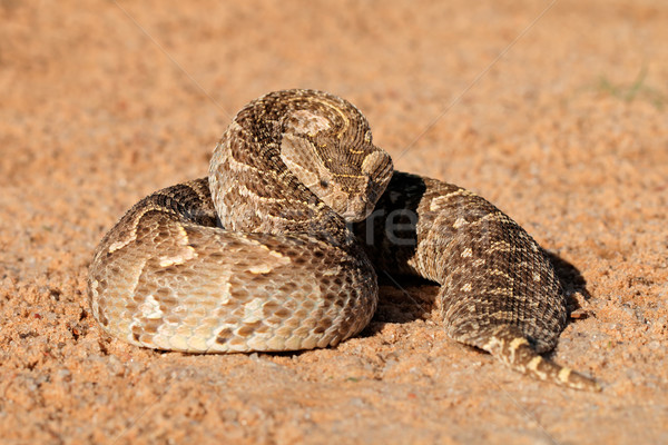 Pozició déli Afrika száj kígyó fej Stock fotó © EcoPic