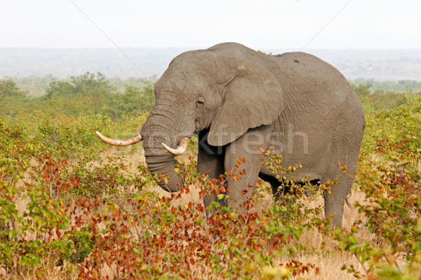 African Elephant  Stock photo © EcoPic