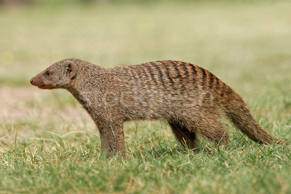 Banded mongoose  Stock photo © EcoPic