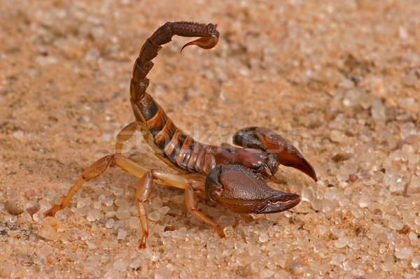 Agresszív skorpió pozició sivatag Dél-Afrika természet Stock fotó © EcoPic