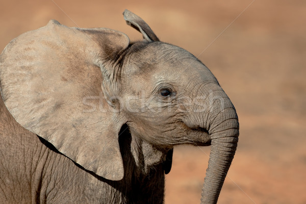 Young African elephant Stock photo © EcoPic