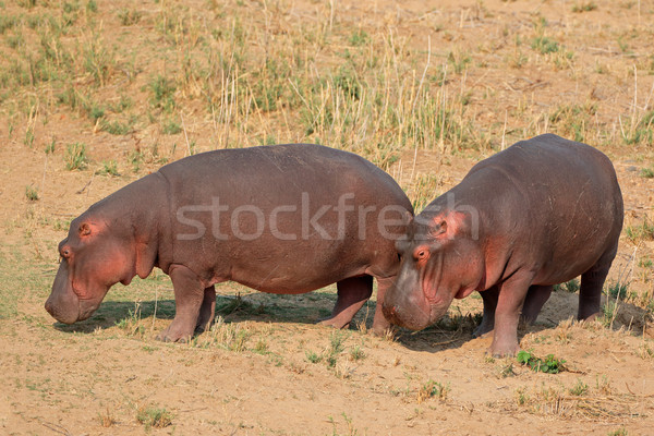 Hippopotamus on land Stock photo © EcoPic
