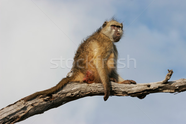 Habeş maymunu ağaç park Botsvana güney Afrika Stok fotoğraf © EcoPic