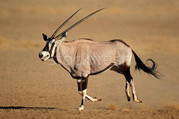 Running gemsbok antelope Stock photo © EcoPic