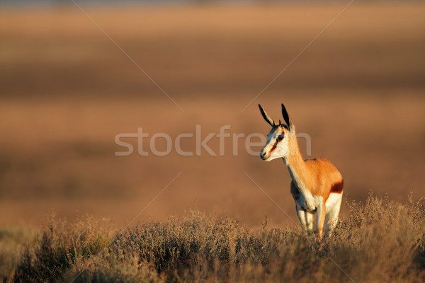 Springbok antelope Stock photo © EcoPic