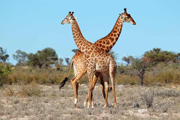 長頸鹿 二 南非 身體 非洲的 野生動物園 商業照片 © EcoPic
